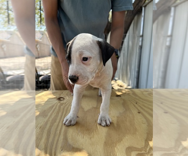 Medium Photo #3 American Bulldog Puppy For Sale in GALLUP, NM, USA
