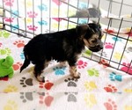 Small #12 Morkie