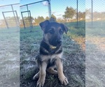 Small Photo #1 German Shepherd Dog Puppy For Sale in BRIGHTON, MO, USA