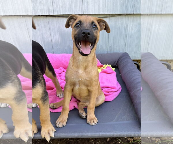 Medium Photo #2 Mutt Puppy For Sale in Milwaukie, OR, USA