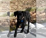 Small #6 Labrador Retriever-Spaniel Mix