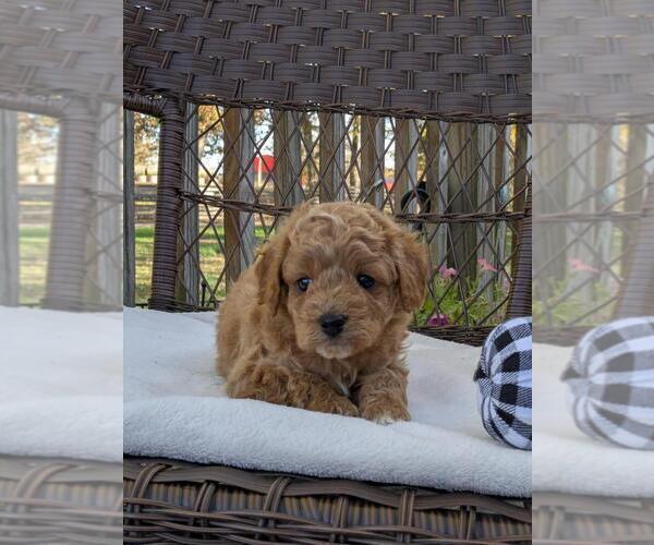 Medium Photo #21 Cock-A-Poo-Poodle (Miniature) Mix Puppy For Sale in SALEM, MO, USA