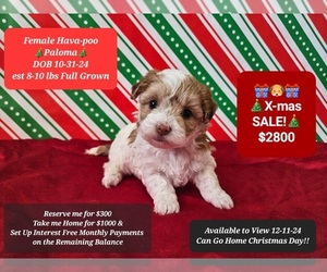 Poovanese Puppy for sale in TUCSON, AZ, USA