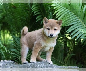 Shiba Inu Puppy for sale in FREDERICKSBG, OH, USA