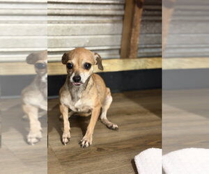 DALLAS - Female Chihuahua Dog for Adoption - Photo #3