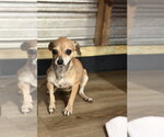Small Photo #3 Chihuahua Puppy For Sale in Yardley, PA, USA