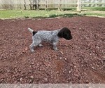 Puppy Puppy 1 German Shorthaired Pointer