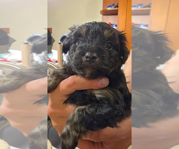 Medium Photo #1 Malchi Puppy For Sale in Pacifica, CA, USA