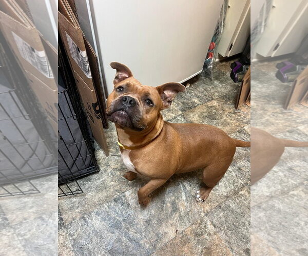 Medium Photo #2 American Staffordshire Terrier-Unknown Mix Puppy For Sale in Holly Springs, NC, USA