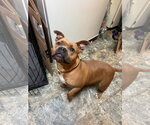 Small #1 American Staffordshire Terrier Mix
