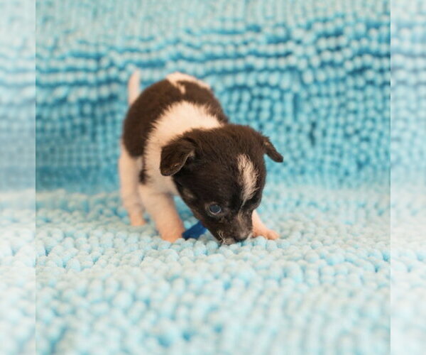 Medium Photo #3 Mutt Puppy For Sale in Spring Lake, NC, USA