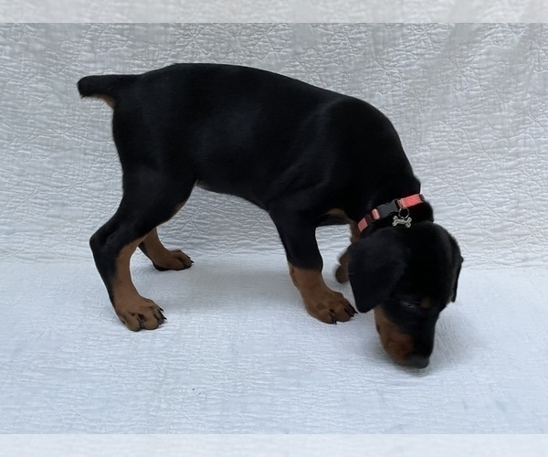 Medium Photo #8 Doberman Pinscher Puppy For Sale in FREDERICKTOWN, MO, USA