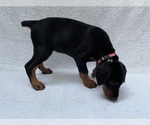 Small Photo #8 Doberman Pinscher Puppy For Sale in FREDERICKTOWN, MO, USA