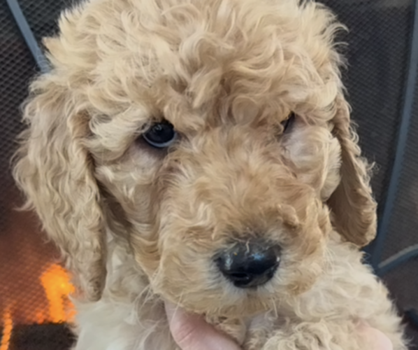 Medium Photo #4 Poodle (Standard) Puppy For Sale in DEXTER, MO, USA