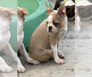 Boston Terrier Puppy for sale in BARDSTOWN, KY, USA