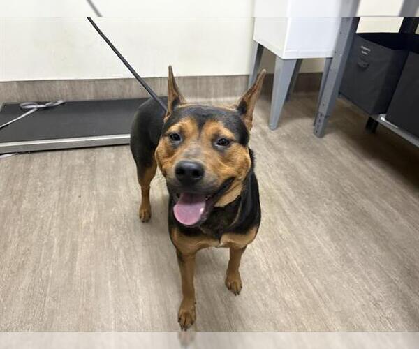 Medium Photo #1 German Shepherd Dog Puppy For Sale in Pasadena, CA, USA