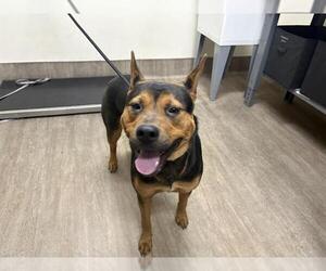 German Shepherd Dog Dogs for adoption in Pasadena, CA, USA