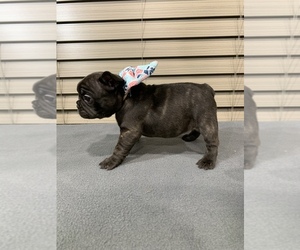 French Bulldog Puppy for sale in LANTON, MO, USA