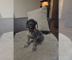 Small Photo #11 Mastiff Puppy For Sale in WALNUT COVE, NC, USA