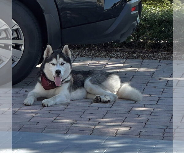 Medium Photo #1 Siberian Husky Puppy For Sale in Miami, FL, USA