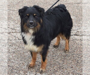 Riley - Male Australian Shepherd Dog for Adoption - Photo #2