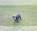 Small Photo #4 Bulldog Puppy For Sale in STOCKBRIDGE, GA, USA