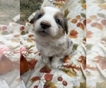 Puppy Willow Australian Shepherd