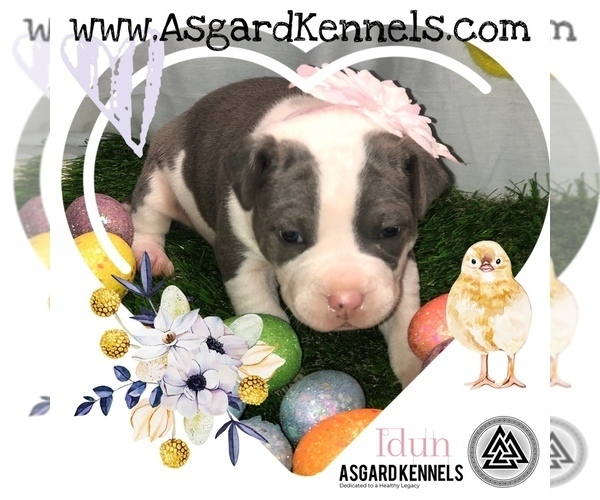 Medium Photo #5 American Pit Bull Terrier Puppy For Sale in BONNEY LAKE, WA, USA