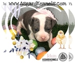 Small Photo #5 American Pit Bull Terrier Puppy For Sale in BONNEY LAKE, WA, USA