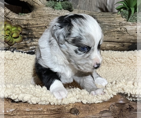 Medium Photo #3 Miniature Australian Shepherd Puppy For Sale in GEARY, OK, USA