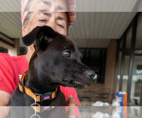 Medium Photo #17 Mutt Puppy For Sale in Mundelein, IL, USA