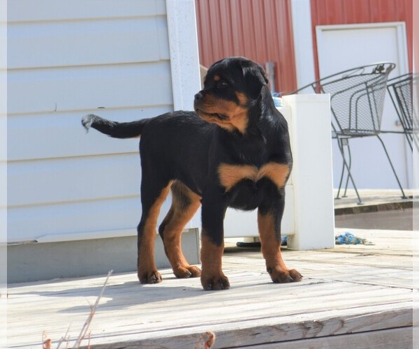 Medium Photo #5 Rottweiler Puppy For Sale in OGALLALA, NE, USA