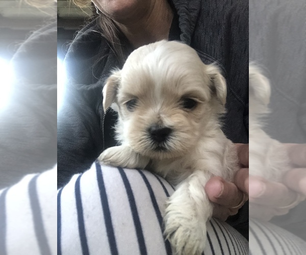 Medium Photo #15 Shih Tzu Puppy For Sale in MILTON, FL, USA