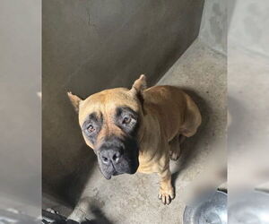 Mutt Dogs for adoption in San Bernardino, CA, USA