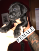 Small Photo #1 Great Dane Puppy For Sale in TONOPAH, NV, USA