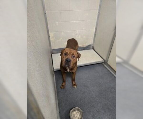 Medium Photo #2 Mastiff-Unknown Mix Puppy For Sale in Glen Allen, VA, USA