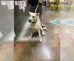 Small Photo #1 Labrador Retriever Puppy For Sale in Lacombe, LA, USA