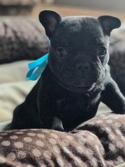 French Bulldog Puppy for sale in TAZEWELL, VA, USA