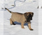 Small Photo #4 Bullmastiff Puppy For Sale in GREENBANK, PA, USA