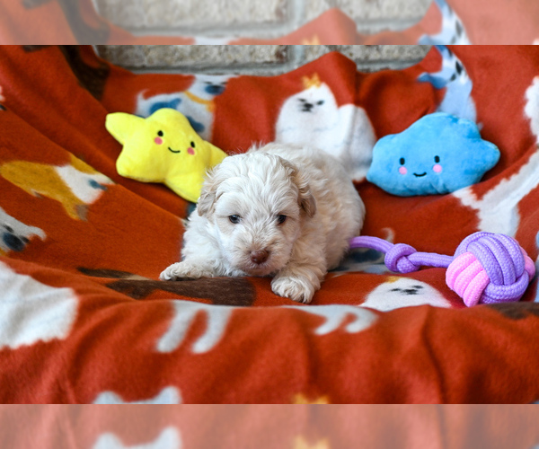 Medium Photo #4 Havapoo Puppy For Sale in GUTHRIE, KY, USA