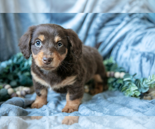 Medium Photo #1 Dachshund-Siberian Husky Mix Puppy For Sale in ELIZABETHTOWN, PA, USA