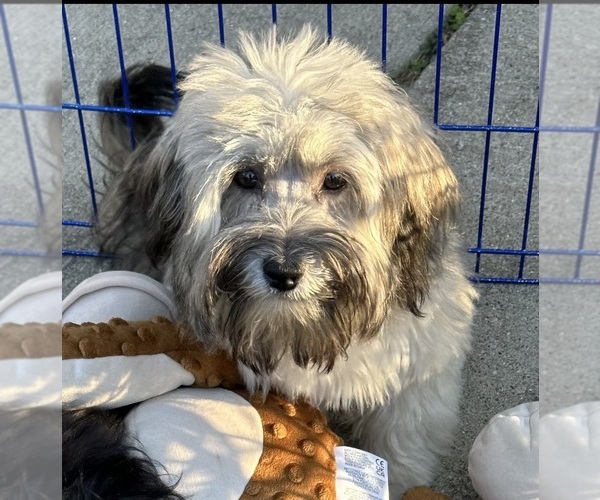 Medium Photo #1 Havanese Puppy For Sale in LIVONIA, MI, USA