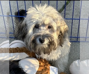 Havanese Puppy for Sale in LIVONIA, Michigan USA