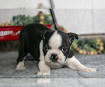 Small #2 Boston Terrier