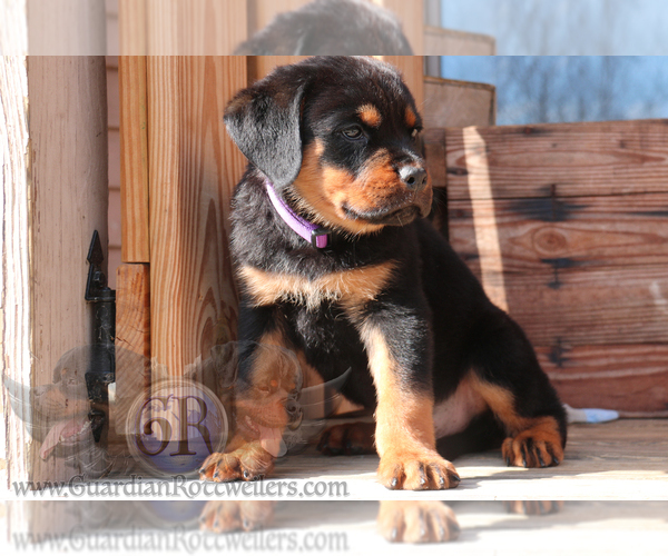 Medium Photo #7 Rottweiler Puppy For Sale in BARGERSVILLE, IN, USA