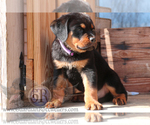Small Photo #7 Rottweiler Puppy For Sale in BARGERSVILLE, IN, USA