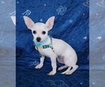 Small #1 Chihuahua