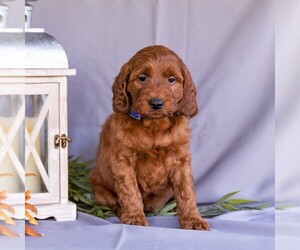 Medium Irish Setter-Poodle (Miniature) Mix