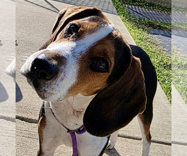 Medium Photo #6 Beagle Puppy For Sale in Batavia, OH, USA