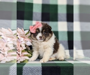 Pomeranian Puppy for sale in CHRISTIANA, PA, USA